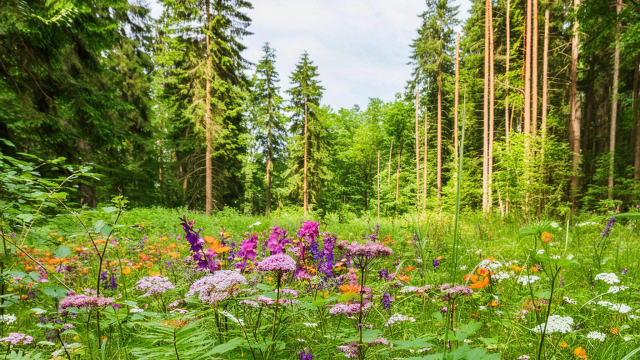 Titelmotiv Naturspaziergang