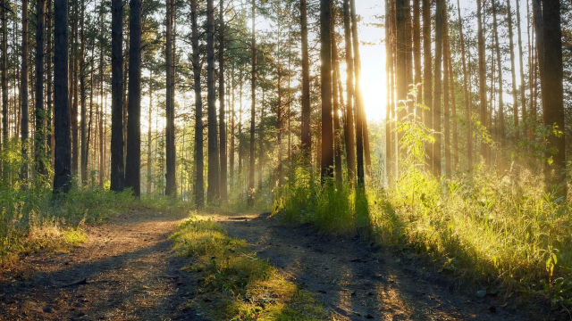 Titelmotiv Naturspaziergang